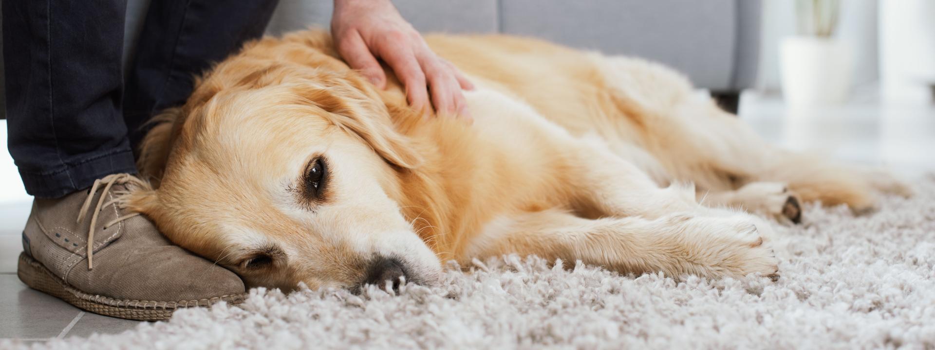 Golden-type dog lying at owner's feet