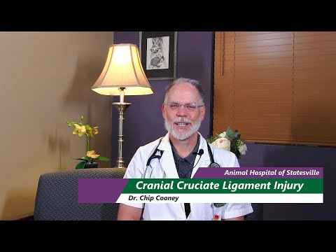 cruciate ligament