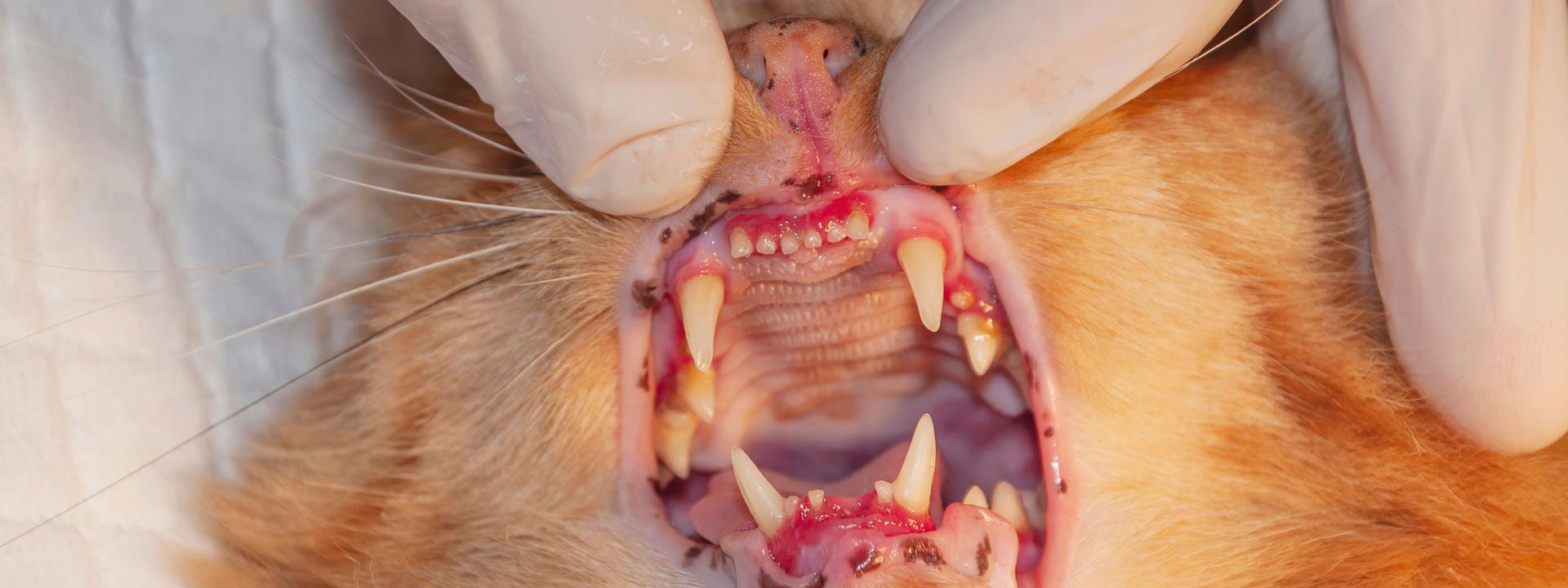 Orange cat with open mouth, held by gloved fingers to show red, inflamed gums.